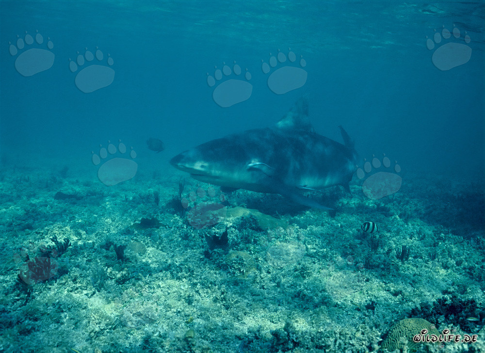 Tiburón toro en busca de alimento en la playa de tiburones de Walker's Cay