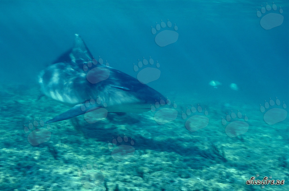 Fascinating Bull Shark on the Prowl
