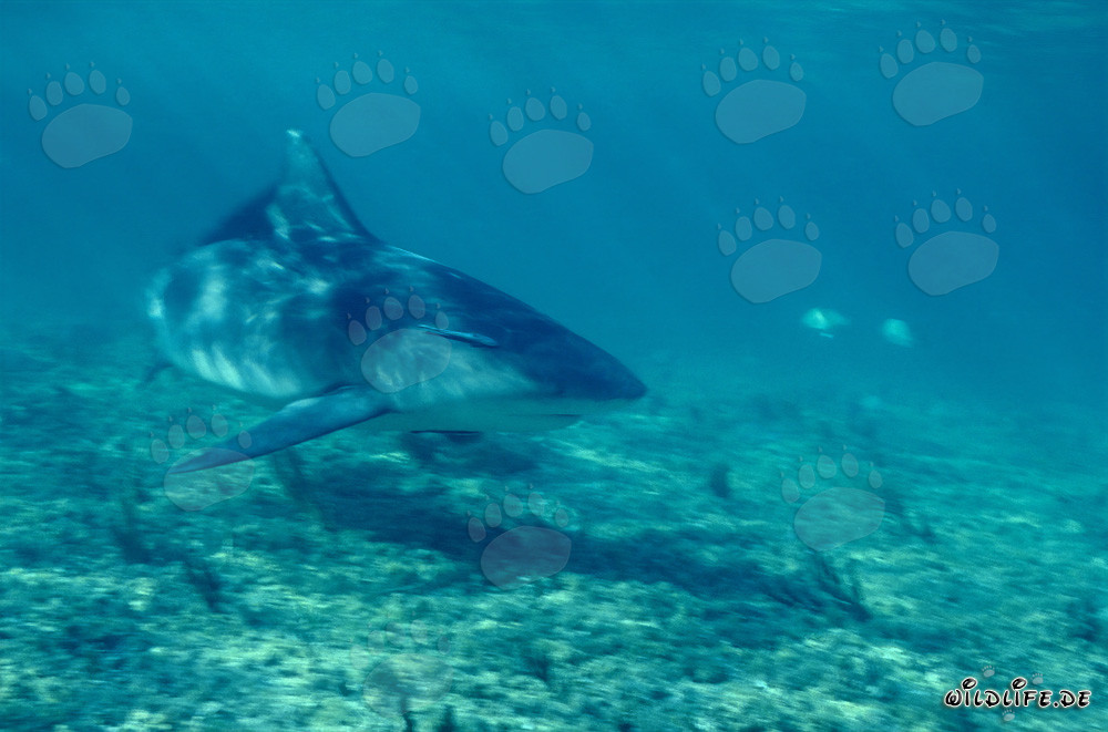 Affascinante squalo toro alla ricerca di prede