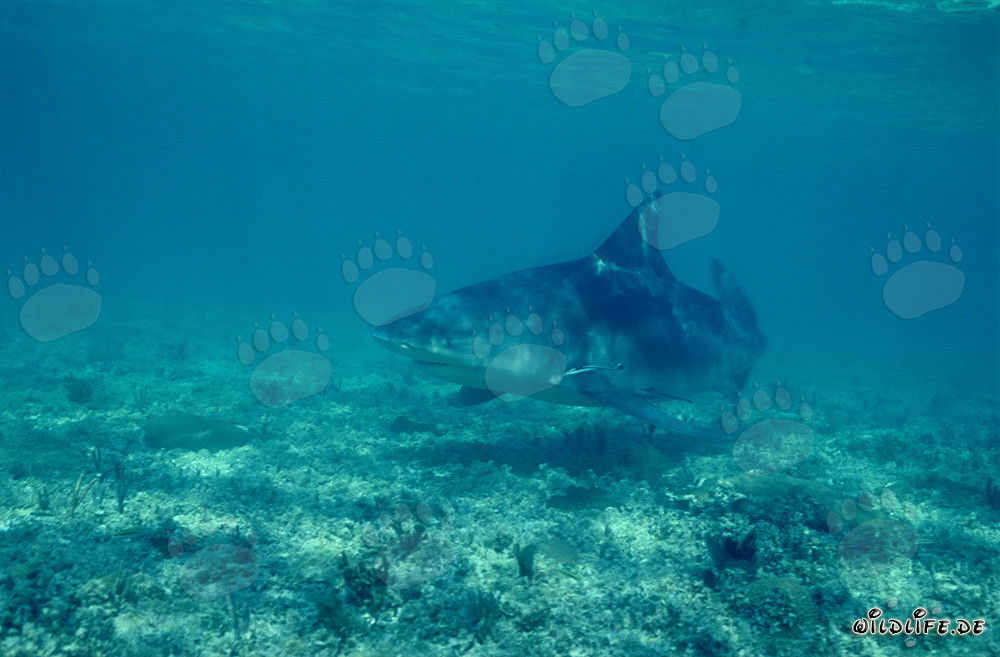 Bull Shark - Menacing Sea Creature on the Hunt for Food