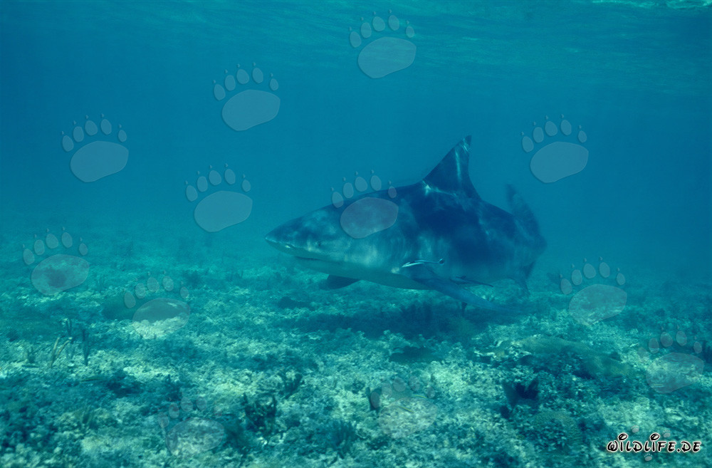 Requin taureau - redoutable habitant des mers en quête de nourriture