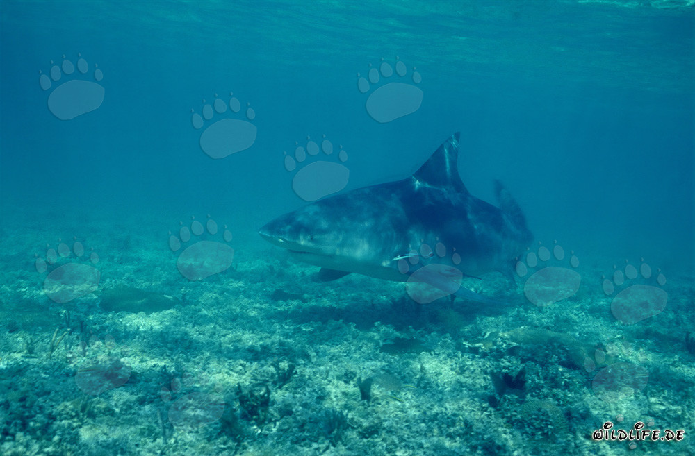 Squalo toro - temibile abitante marino alla ricerca di cibo
