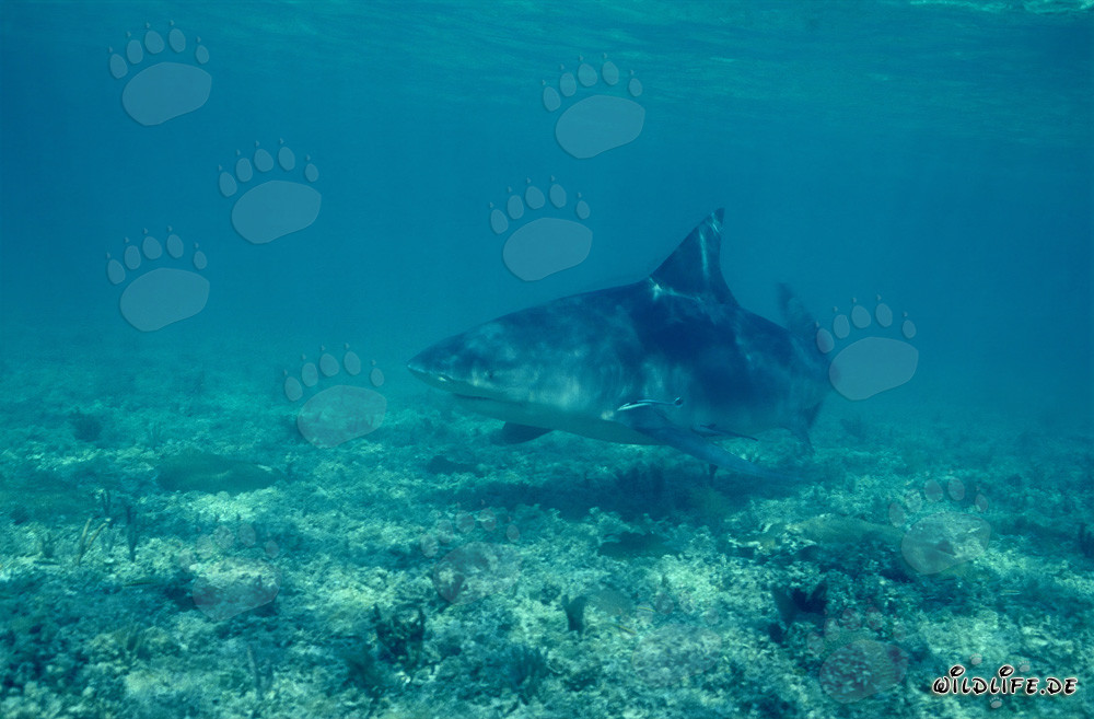 Tiburón toro - temible habitante marino en busca de alimento