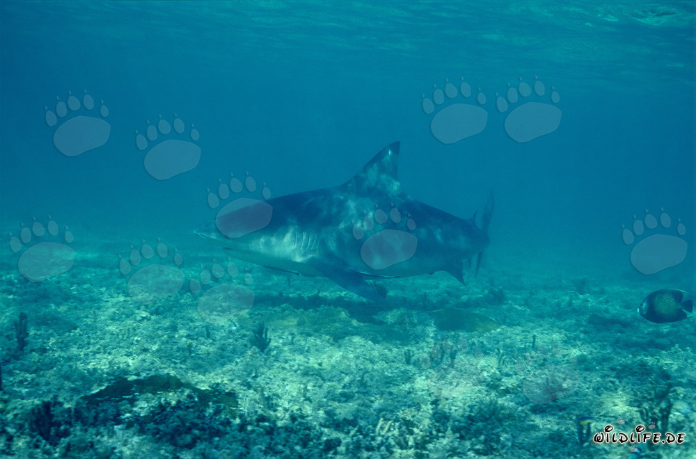 Bull Shark at Shark Beach of Walker´s Cay