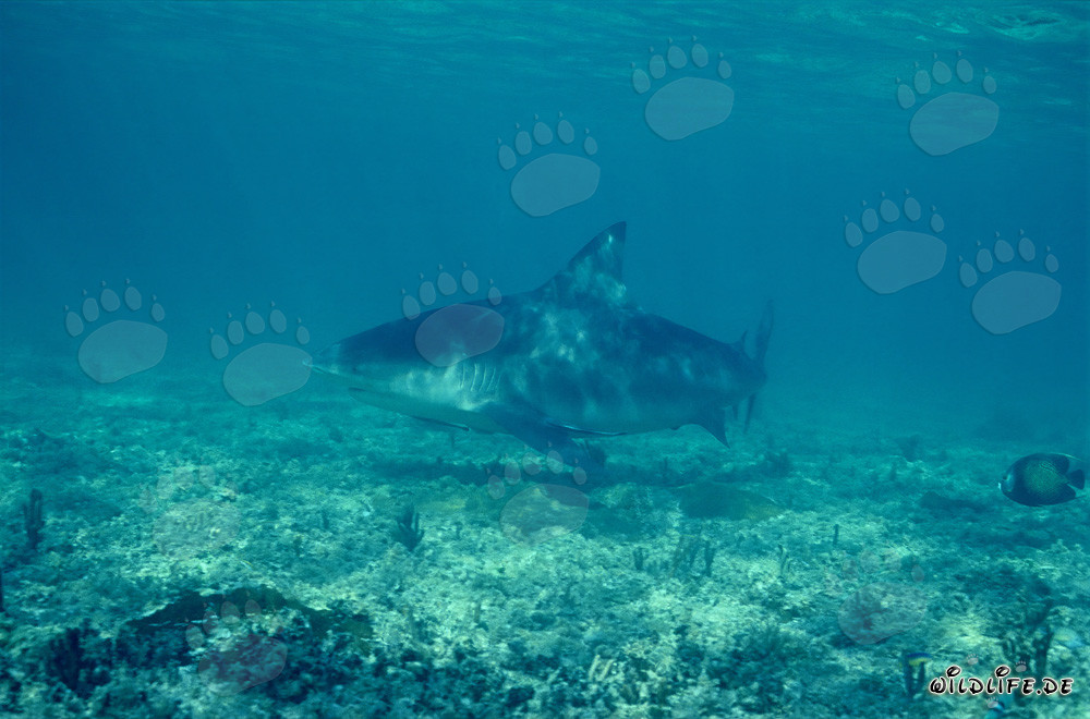 Bullenhai an der Shark Beach von Walker´s Cay