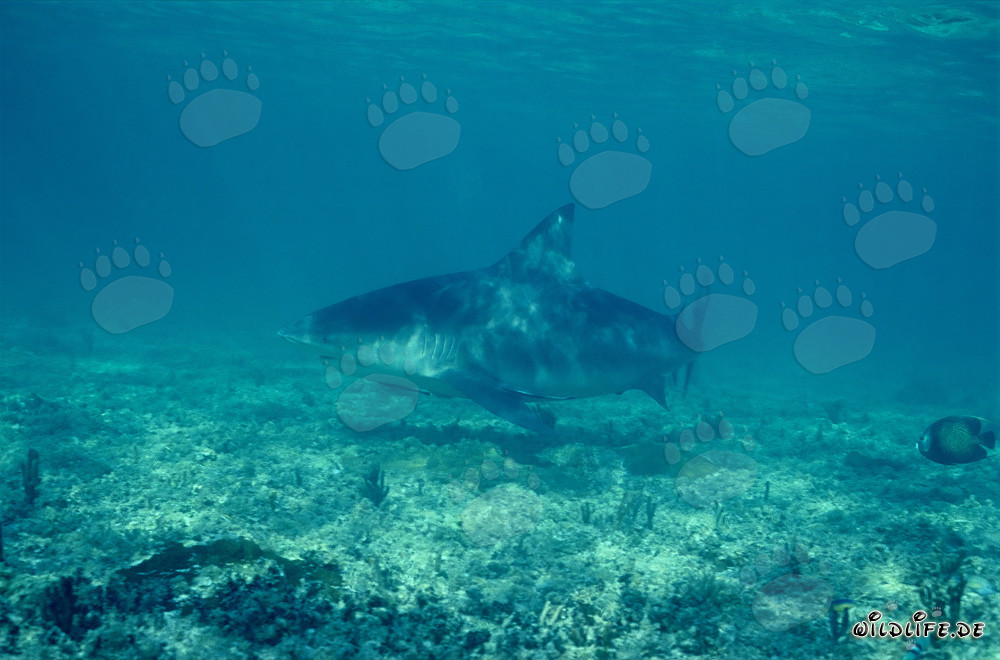Requin taureau à Shark Beach à Walker´s Cay