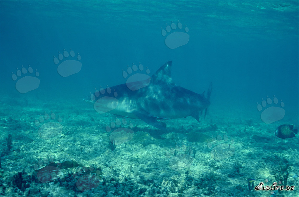 Squalo toro a Shark Beach di Walker´s Cay