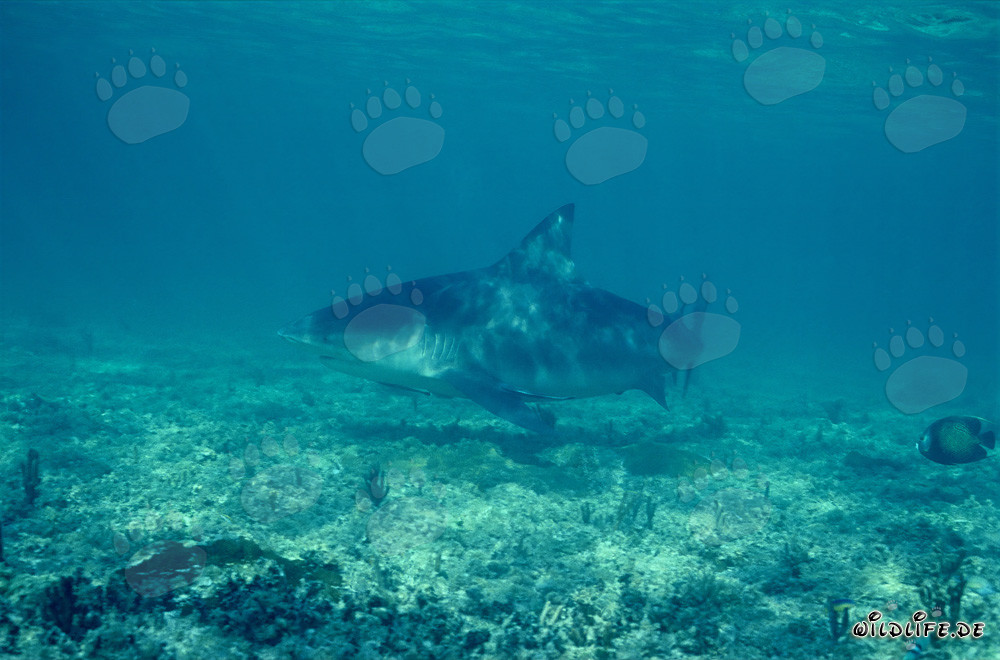 Tiburón toro en Shark Beach en Walker´s Cay