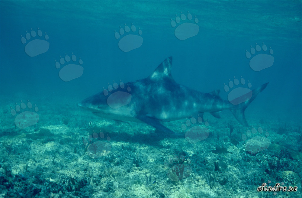 Majestic Bull Shark in the Depths of the Bahamas