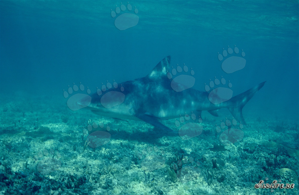Majestätischer Bullenhai in der Tiefe der Bahamas
