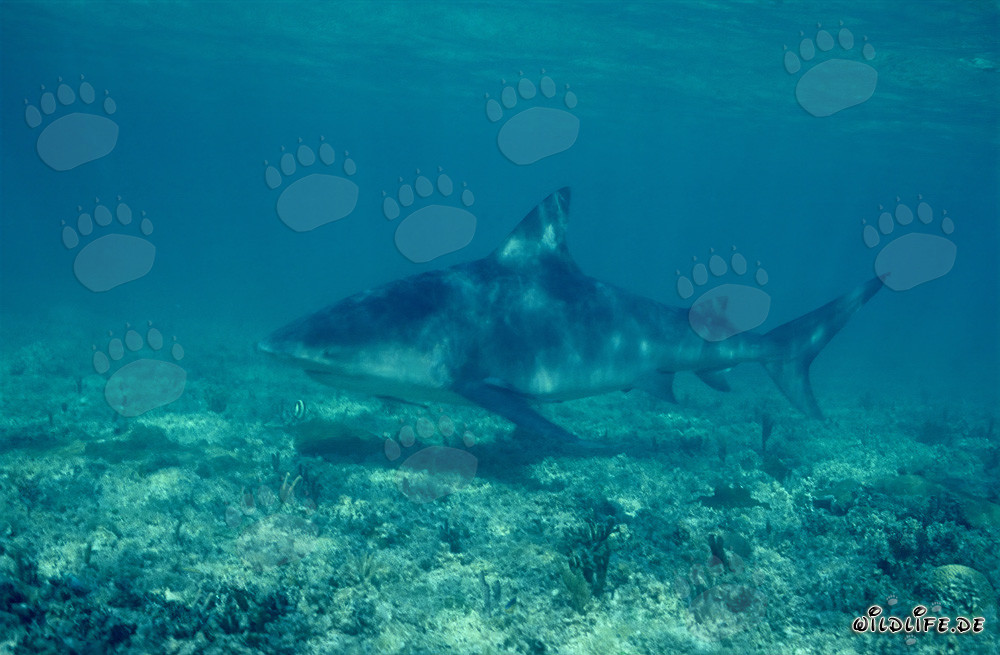Requin taureau majestueux dans les profondeurs des Bahamas