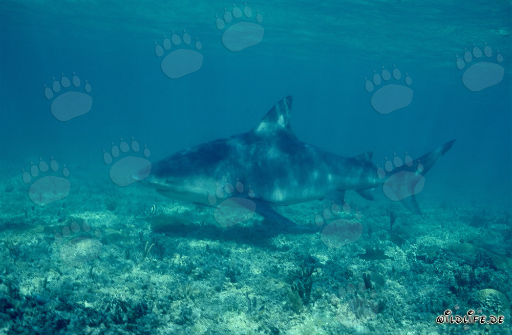 Maestoso squalo toro nelle profondità delle Bahamas