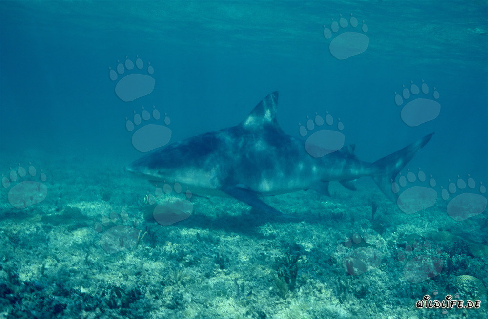 Tiburón toro majestuoso en las profundidades de las Bahamas