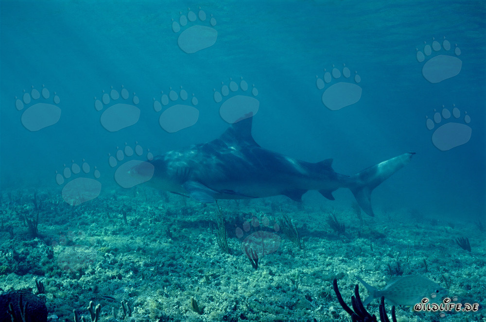 Bull shark hunting for prey in the waters of Walker's Cay