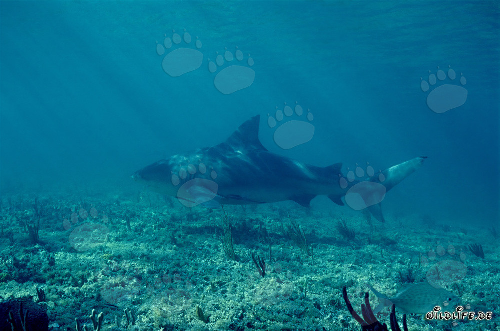 Bullenhai auf der Suche nach Beute in den Gewässern von Walker's Cay