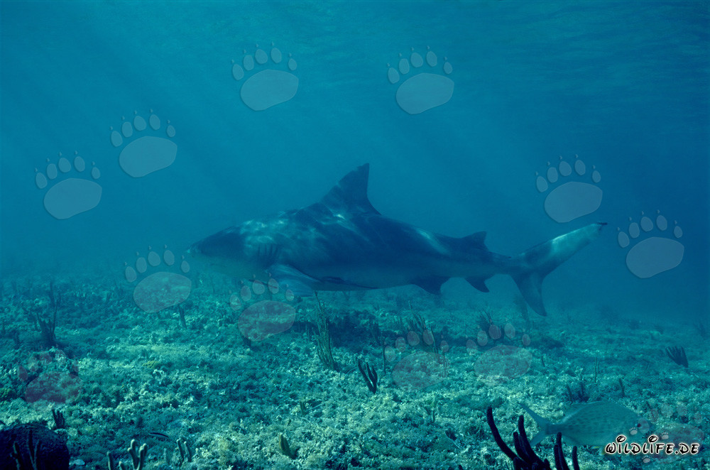 Requin taureau à la recherche de proies dans les eaux de Walker's Cay