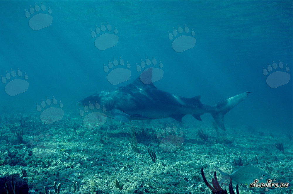 Tiburón toro en busca de presas en las aguas de Walker's Cay