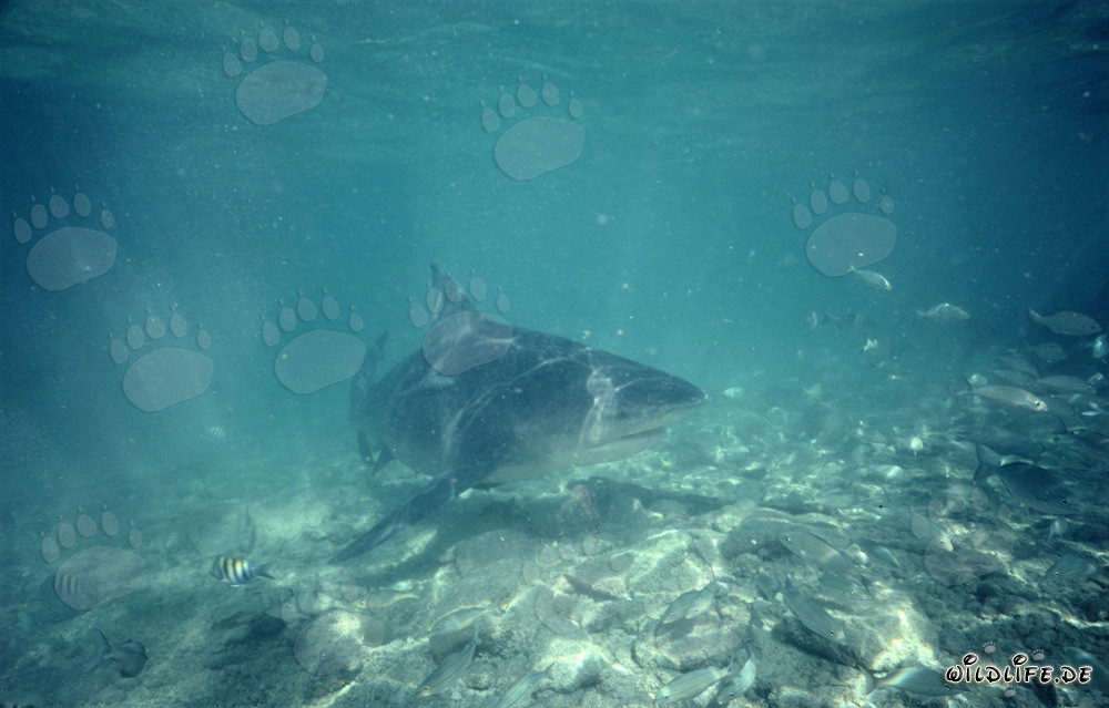 Majestätischer Bullenhai in seichtem Wasser