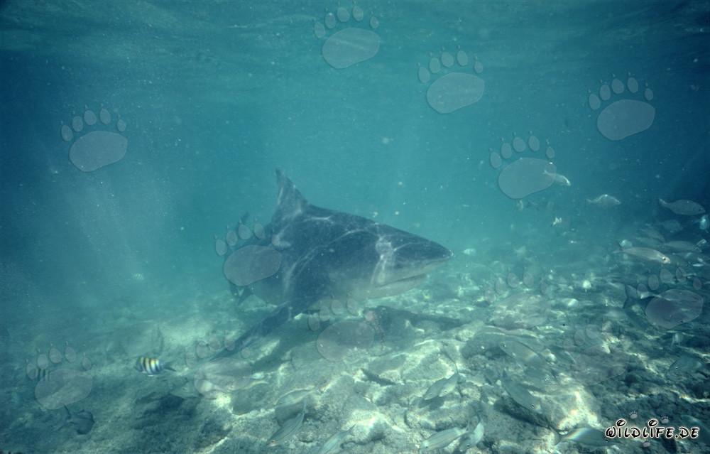 Majestico squalo toro in acque poco profonde