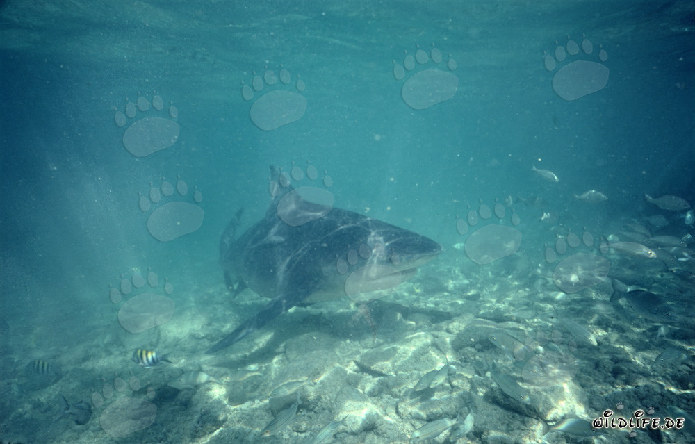 Tiburón toro majestuoso en aguas poco profundas