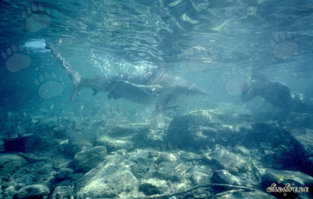 Bull Shark: Fascinating underwater encounter