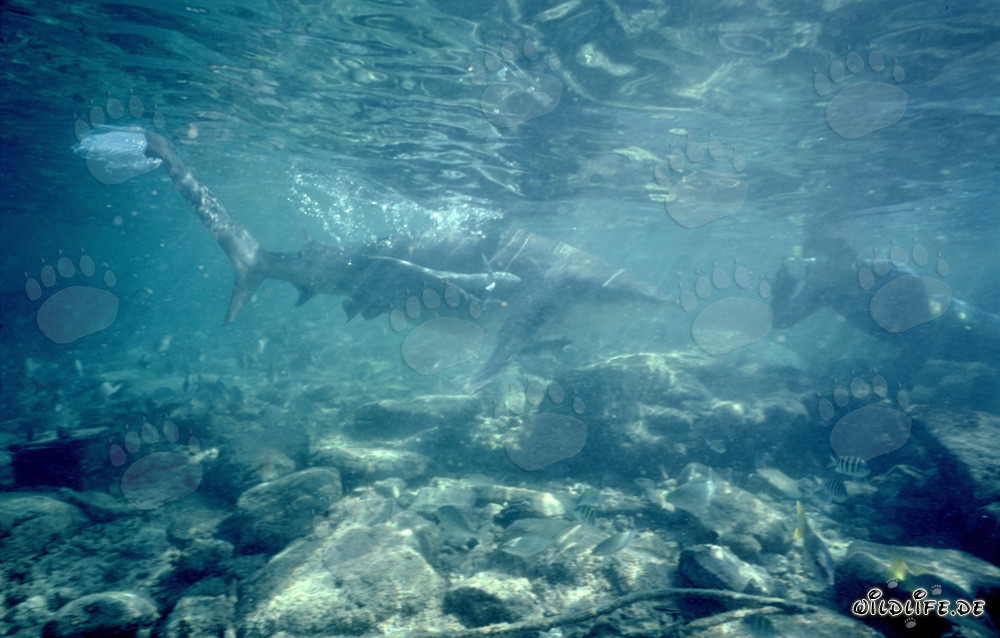 Requin taureau: rencontre fascinante sous l'eau