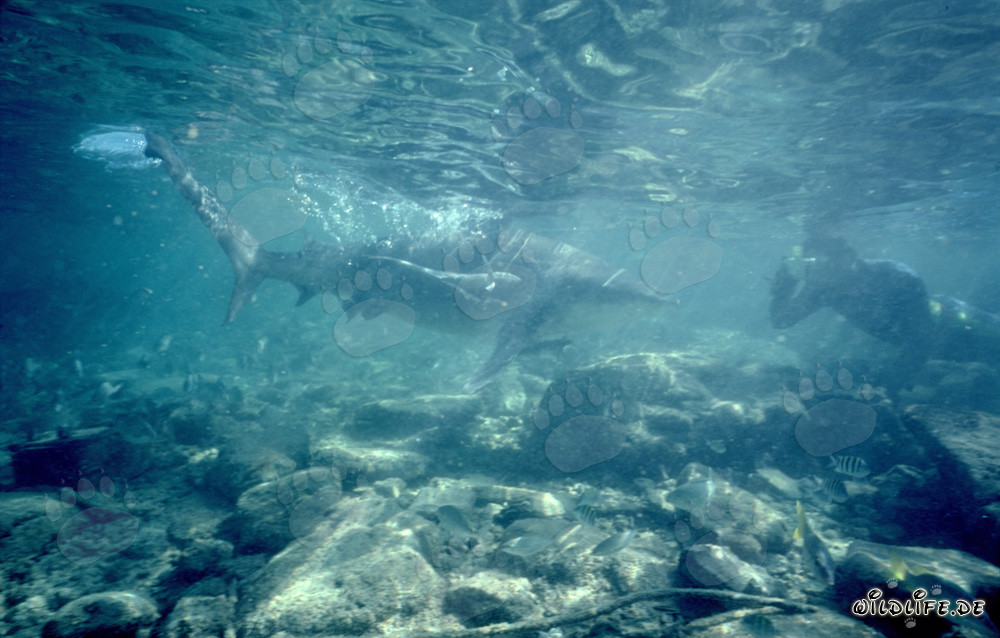 Squalo toro: Incontro affascinante sott'acqua