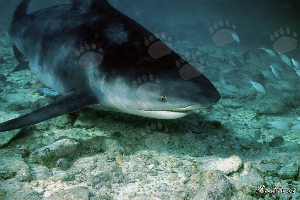 Bull Shark foraging at Shark Beach in Walker´s Cay