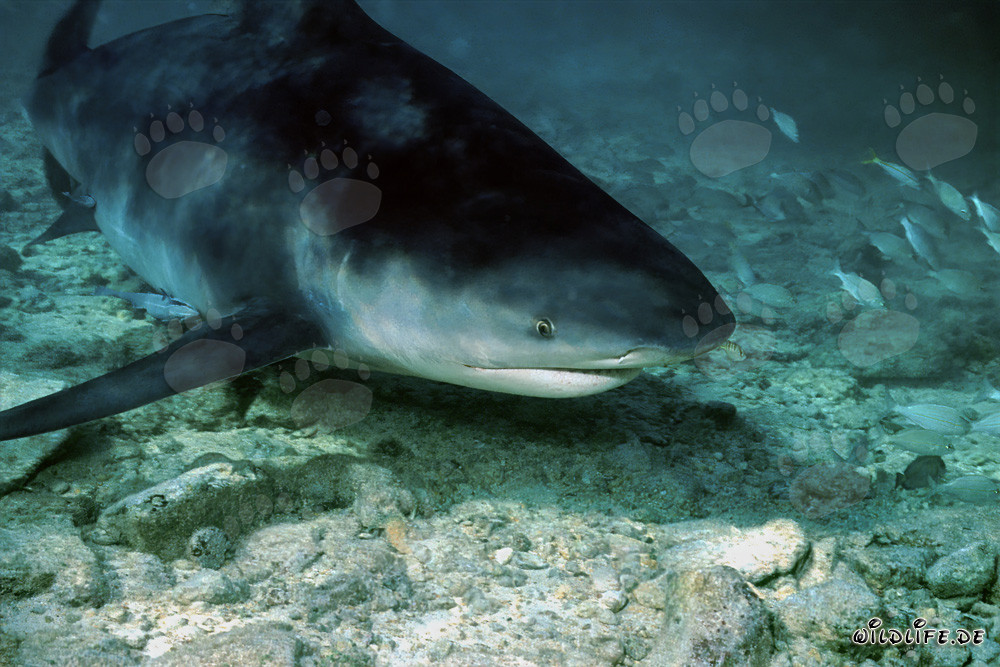Bullenhai auf Nahrungssuche an der Shark Beach von Walker´s Cay