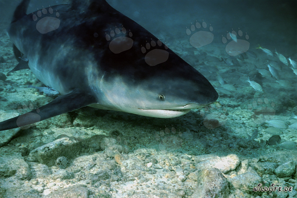 Requin taureau à la recherche de nourriture sur la plage des requins de Walker´s Cay