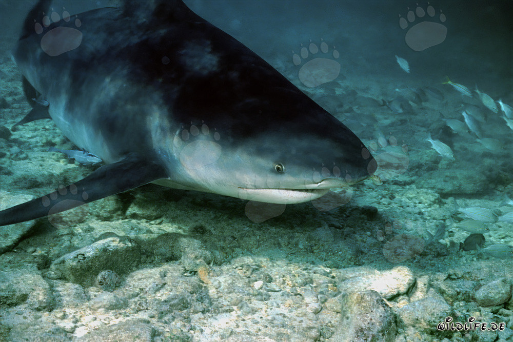 Squalo tigre alla ricerca di cibo sulla spiaggia degli squali di Walker´s Cay