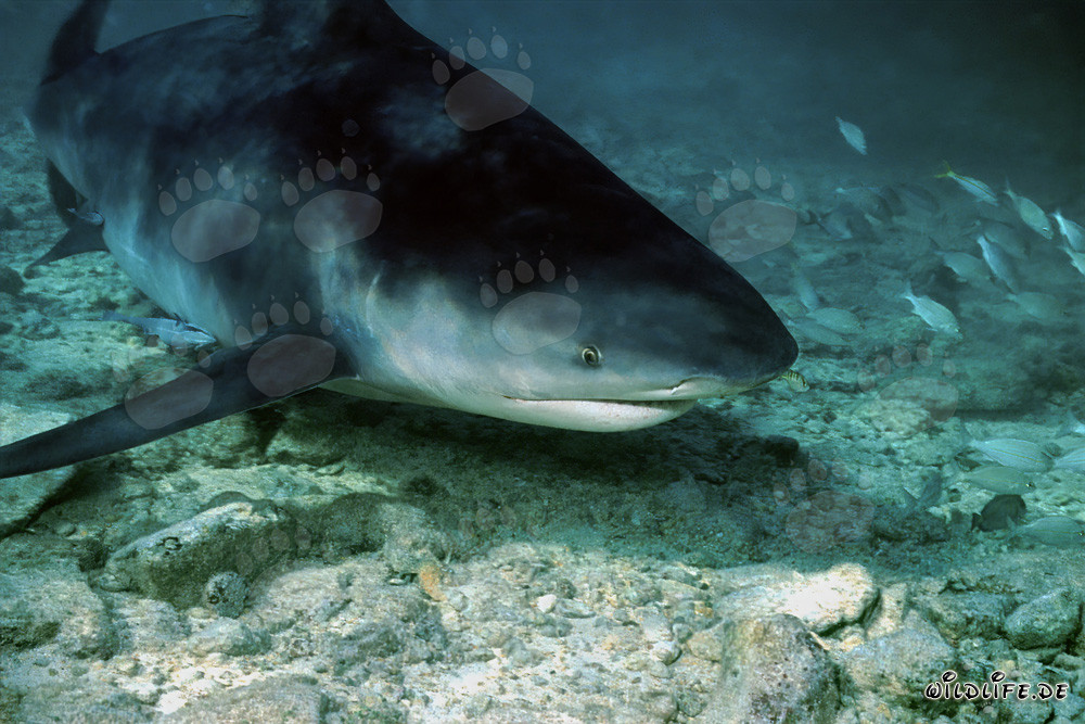 Tiburón toro en busca de alimento en la playa de tiburones de Walker´s Cay