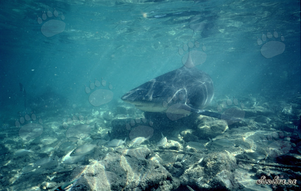 Requin taureau fascinant apparaît et suscite l'intérêt