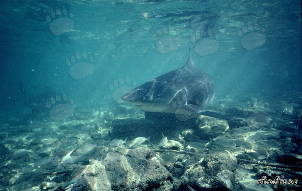 Affascinante squalo toro appare e suscita interesse