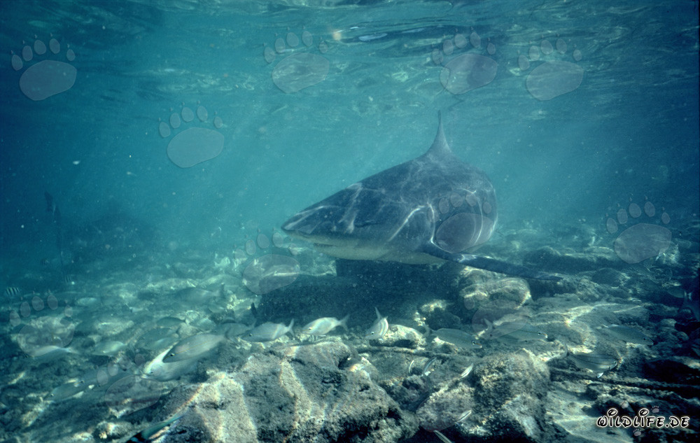 Fascinante tiburón toro aparece y despierta interés