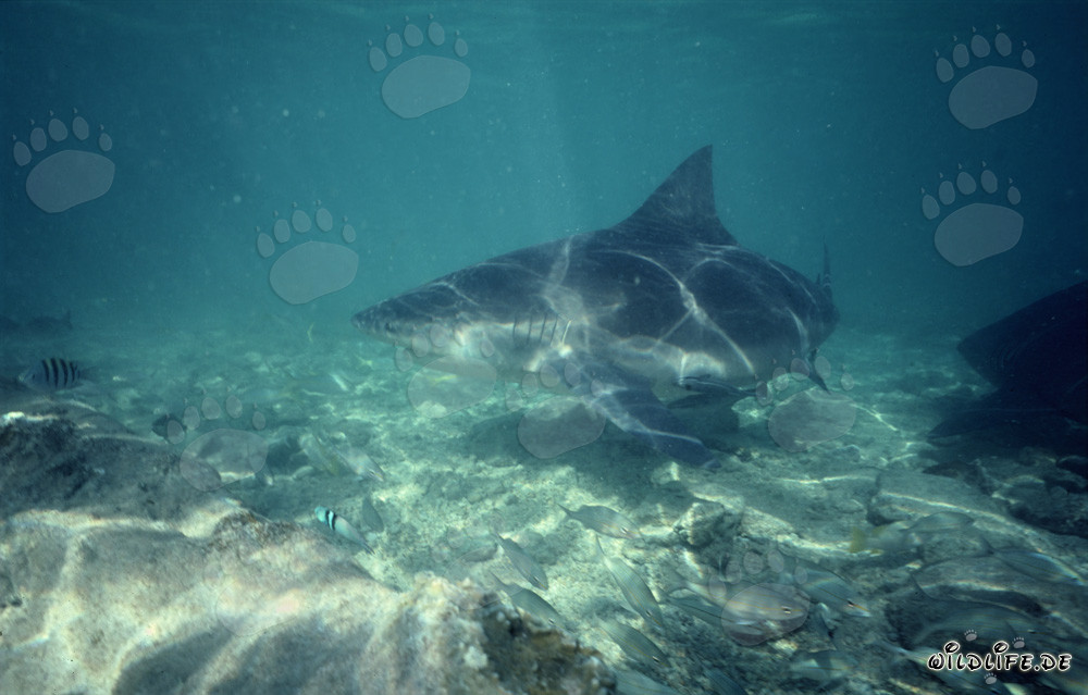 Fascinating Light Patterns on the Bull Shark