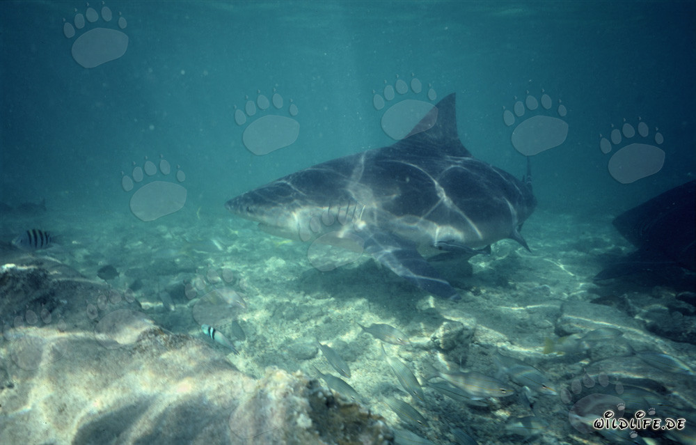 Jeux de lumière fascinants sur le requin taureau