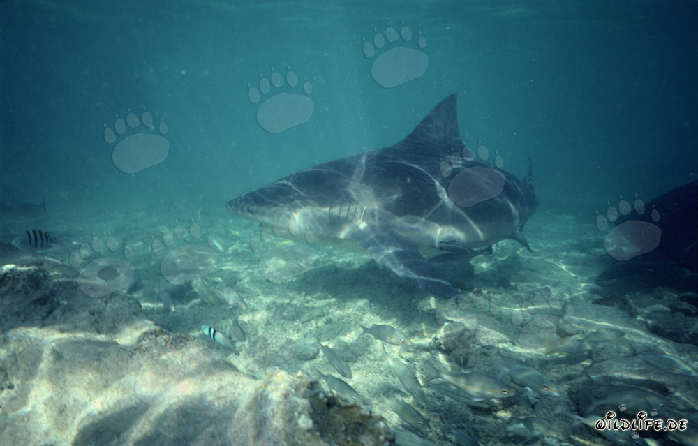 Fascinantes juegos de luz en el tiburón toro