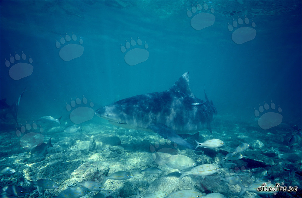 Bull shark hunting for food in the Bahamas