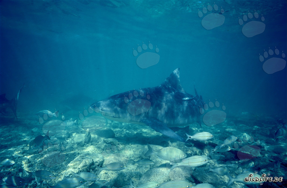 Bullenhai auf Nahrungssuche in den Bahamas