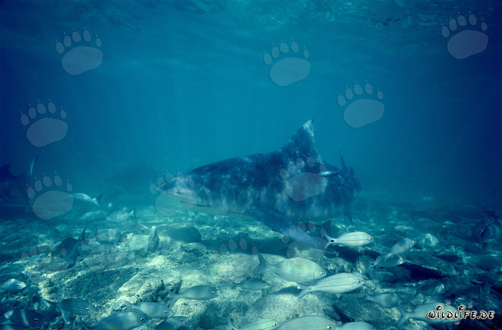 Requin taureau en quête de nourriture aux Bahamas