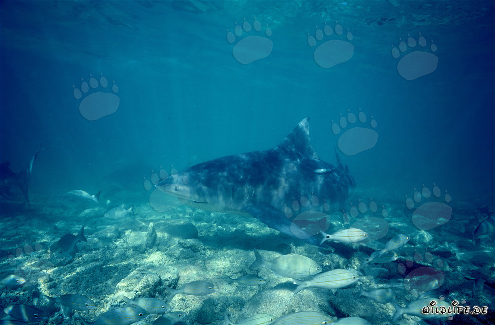 Squalo toro alla ricerca di cibo alle Bahamas