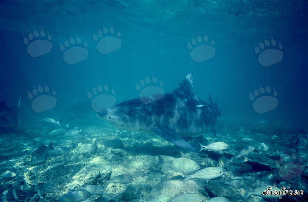 Tiburón toro en busca de alimento en las Bahamas