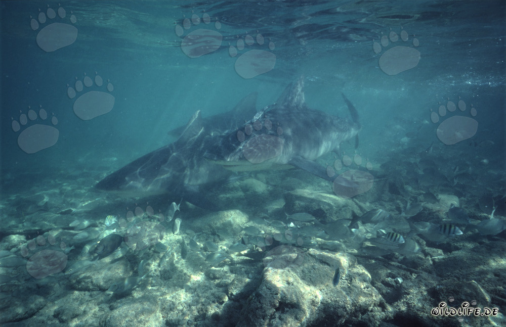 Impressive Bull Sharks show great interest and approach quickly