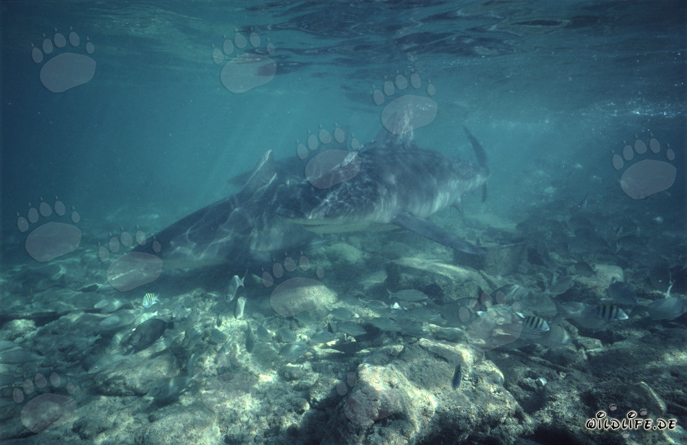 Imposante Bullenhaie zeigen großes Interesse und kommen schnell näher