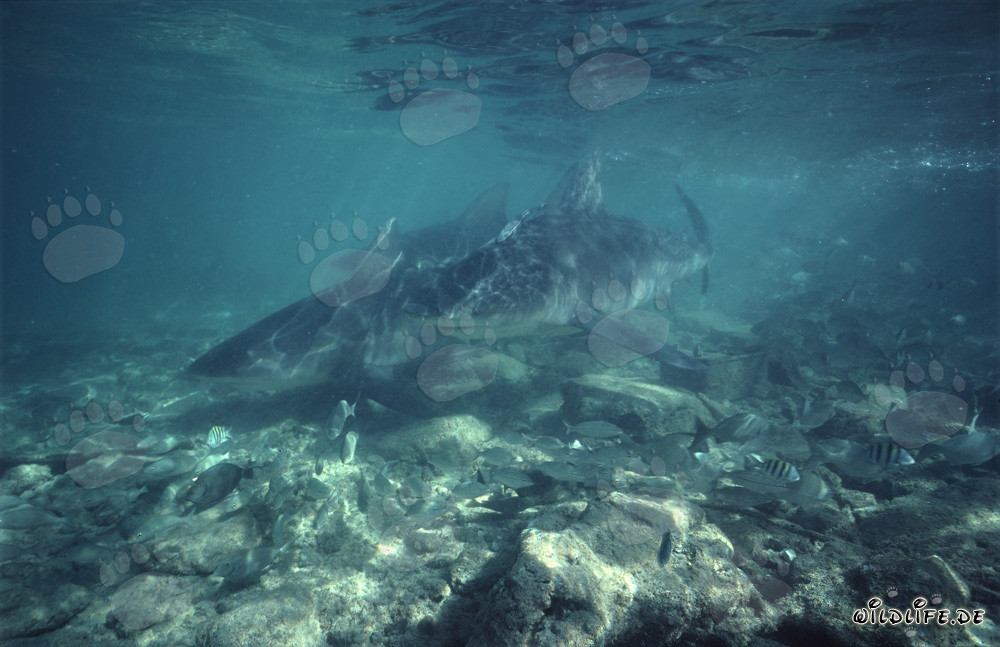 Imponenti squali toro mostrano grande interesse e si avvicinano rapidamente