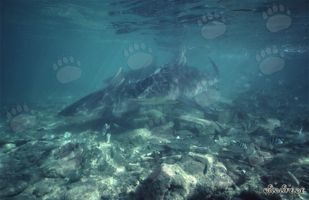 Impresionantes tiburones toro muestran gran interés y se acercan rápidamente