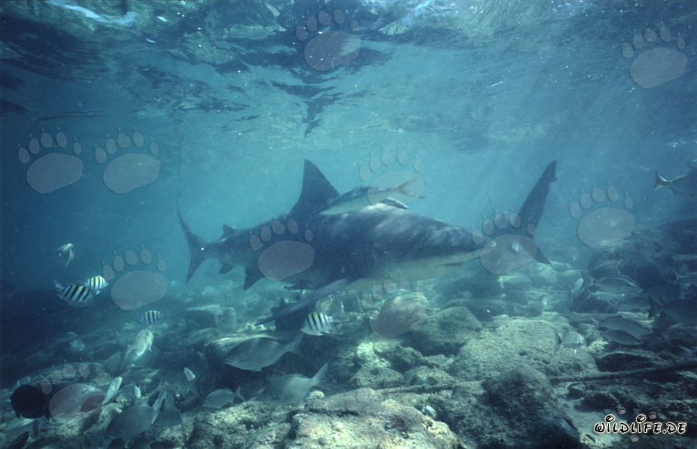 Imposante Bullenhaie in stimmungsvoller Unterwasserwelt auf Walker's Cay, Bahamas