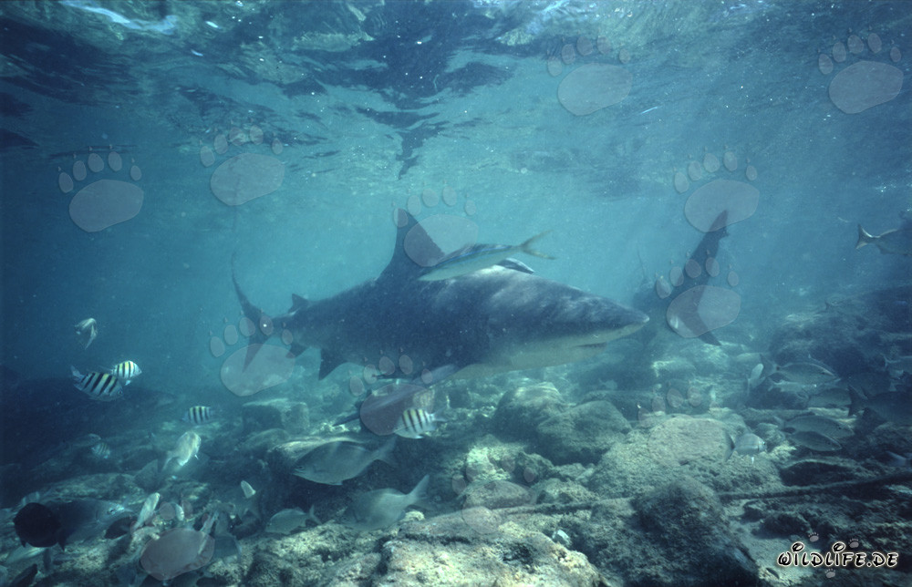 Impressionnants requins bouledogues dans un monde sous-marin captivant à Walker's Cay, Bahamas