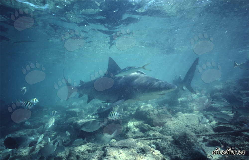 Impresionantes tiburones toro en un mundo submarino cautivador en Walker's Cay, Bahamas